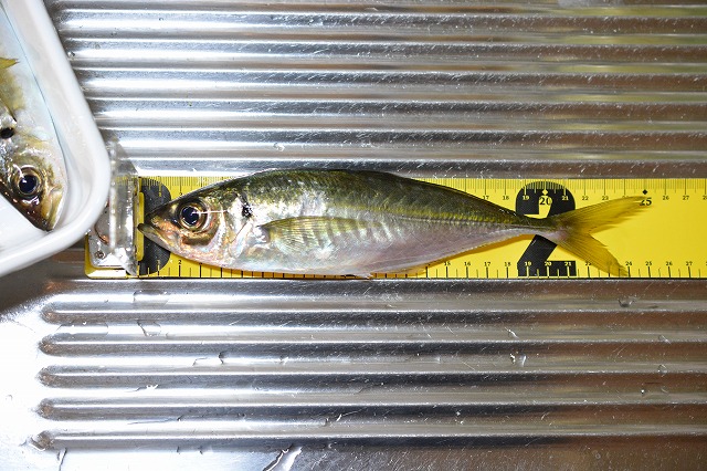 showPhoto (640×426)