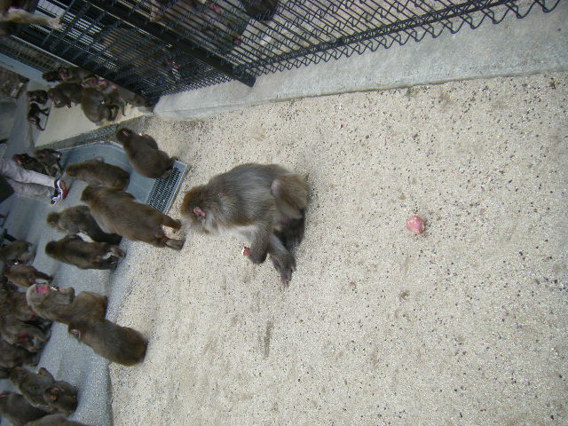 帰ってきたベンツ (15).JPG