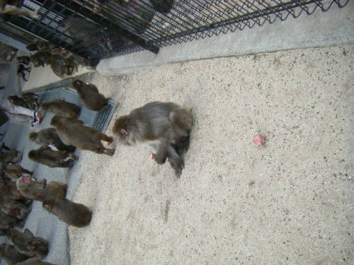 帰ってきたベンツ (15).JPG