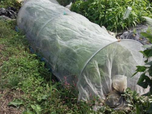 早植えのハクサイは害虫との戦い 特に黒くて小さい虫のダイコンサルハムシ 家庭菜園デザインノート 楽天ブログ