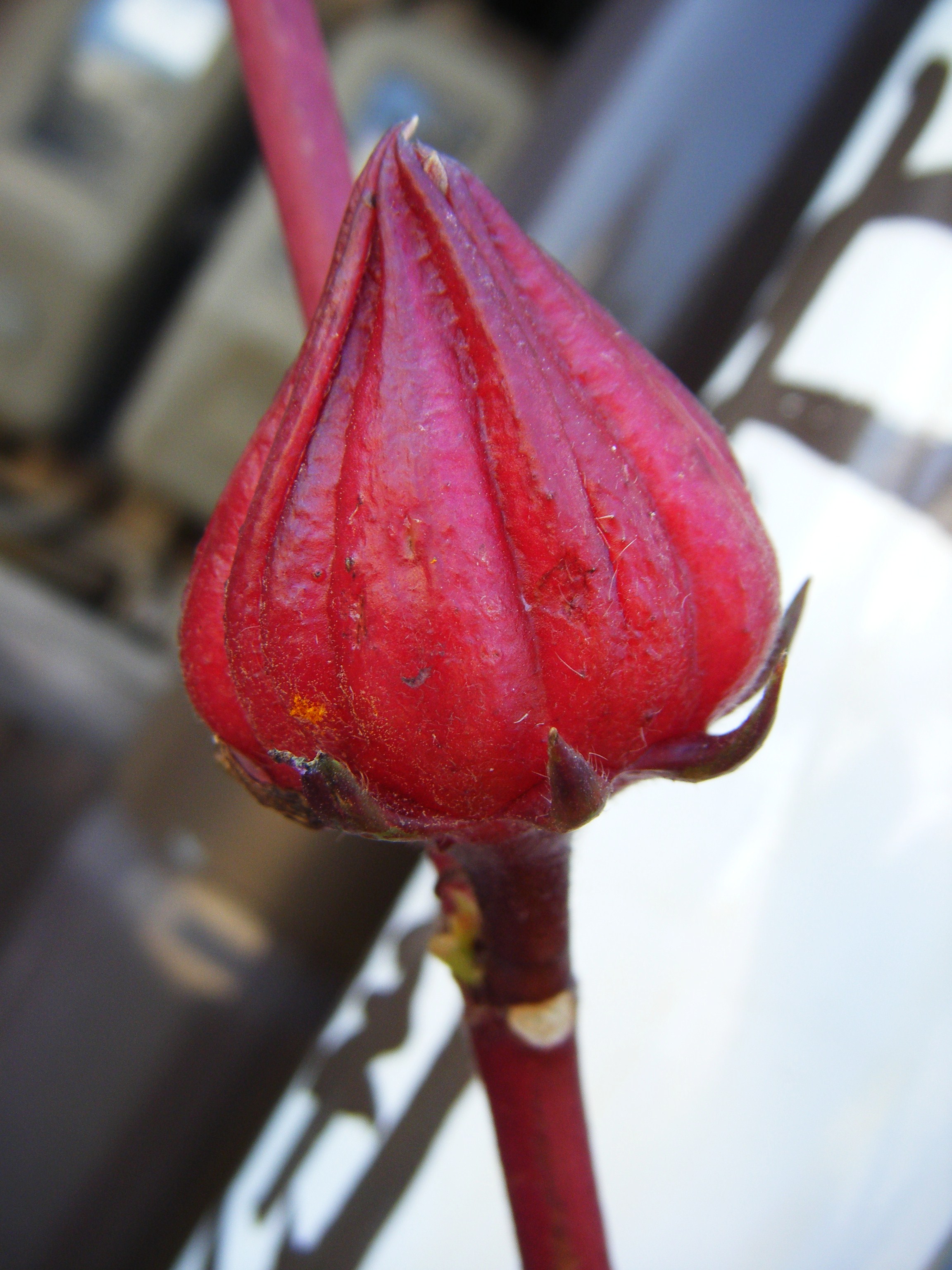 DSCF1318.jpg
