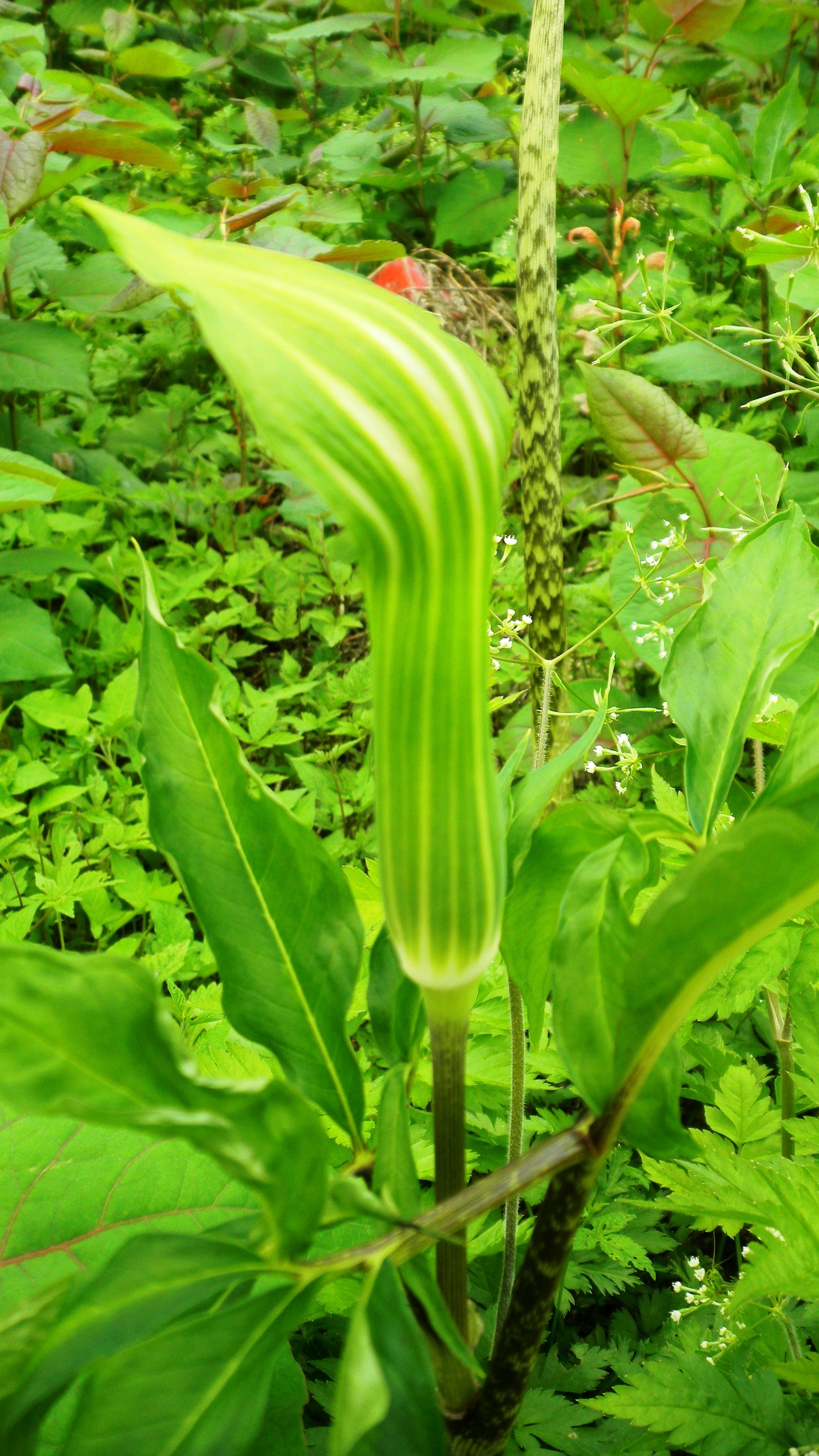 マムシグサ (2)(V.2012_05_17__10_54_39).jpg