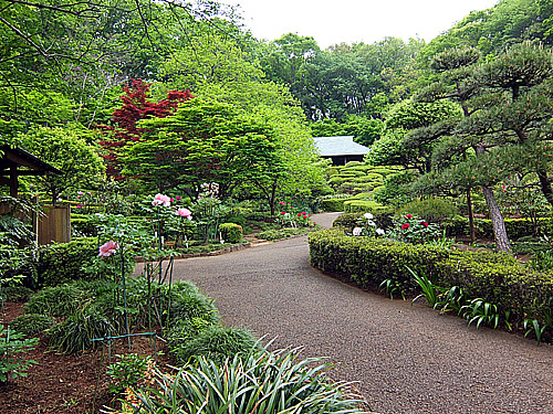 町田牡丹園2016年4月4.jpg