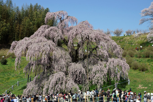 0428滝桜２.jpg