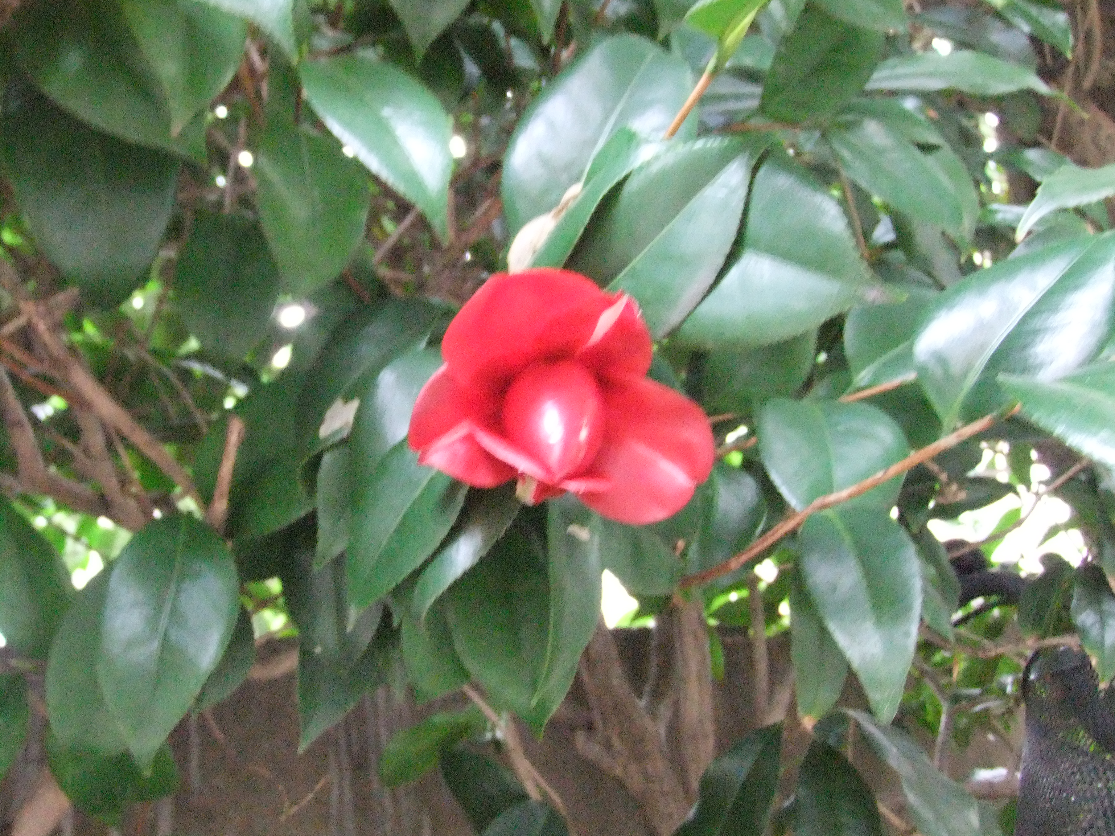 DSCF6956.JPG