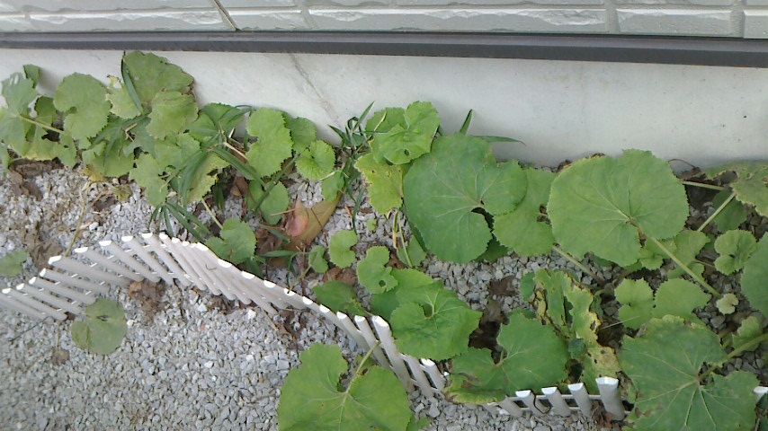 NEC_0087.JPG