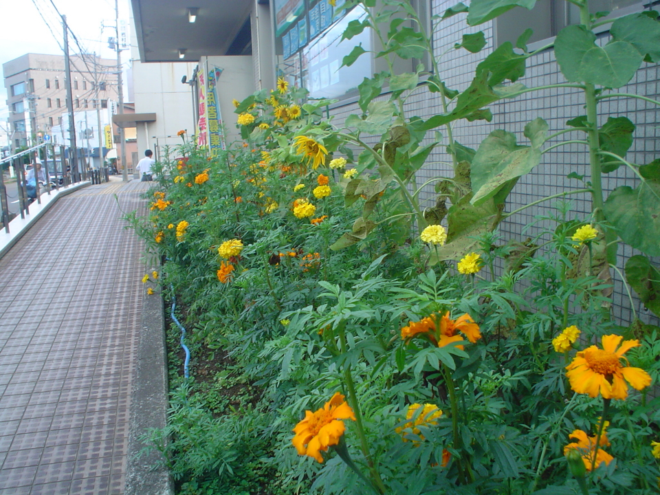 DSC00008  s.JPG