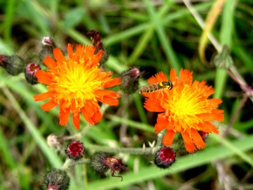 コウリンタンポポの花 コウリンタンポポは 初めての出合いでした 気仙沼大島での自然観察 その8 しろうと自然科学者の自然観察日記 楽天ブログ