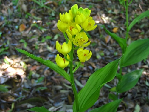 ラン科の植物の花の特徴 自然観察の振返り 1 ラン科の植物 第1回 しろうと自然科学者の自然観察日記 楽天ブログ