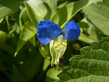 RIMG0722.JPG