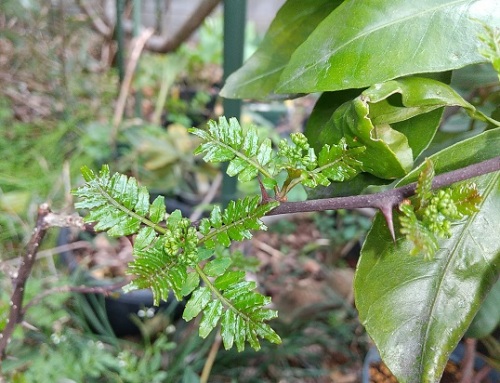 山椒の花 雄花 が咲きました V ネコ様とガーデニング 楽天ブログ