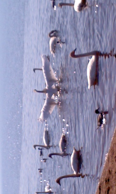 PA0_0521.JPG