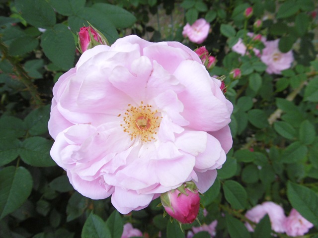 P1200733_R.JPG