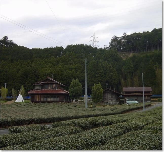 35茶畑の里.JPG