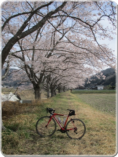 1319満開の桜_1319.jpg