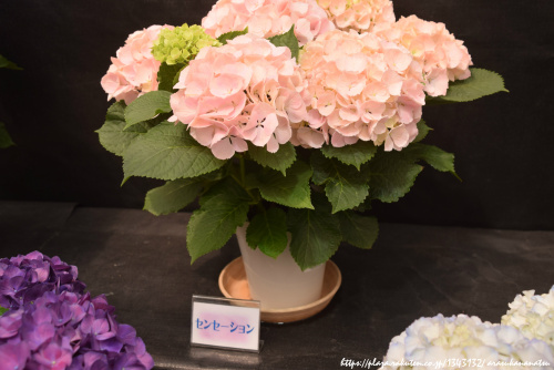 アジサイの種類 - H. マクロフィラ ホコマノまたはマジカル ノブレス