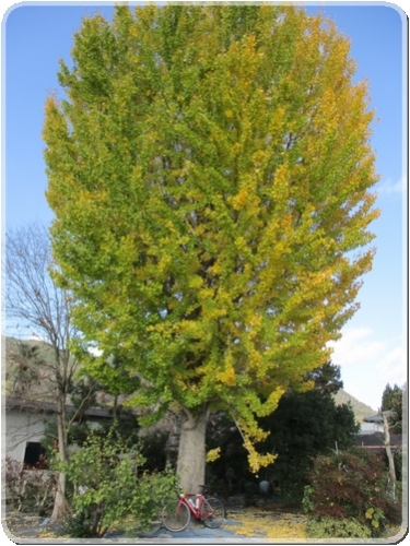 2318志和堀付近のイチョウ_2318.JPG