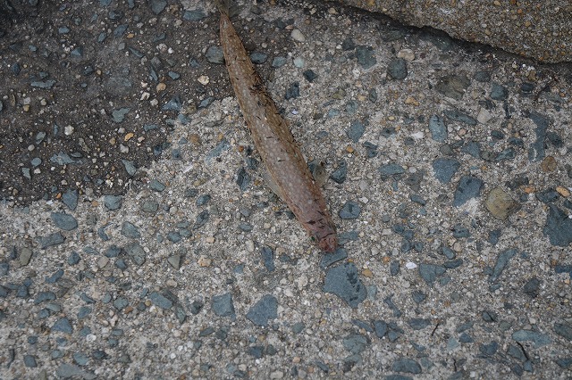 showPhoto (640×426)