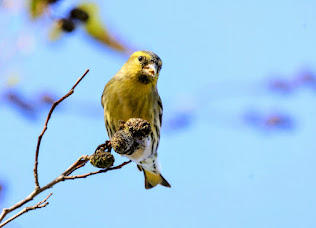 195A3277 Copy Copy.JPG