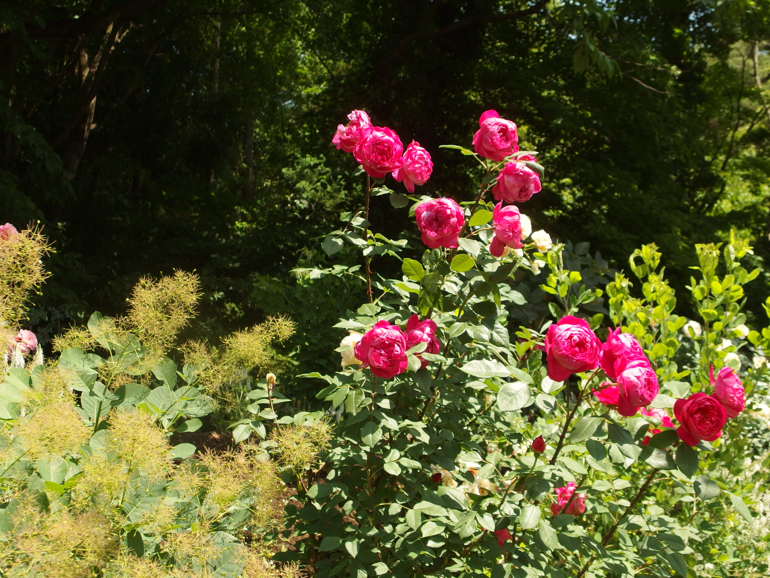 2015-06-10 12.04.55.jpg