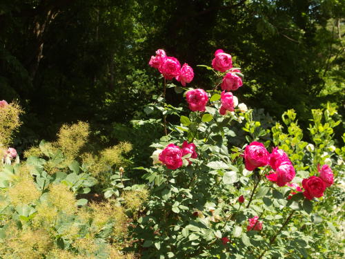 2015-06-10 12.04.55.jpg