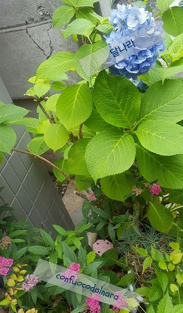 ajisai shimotsuke.jpg