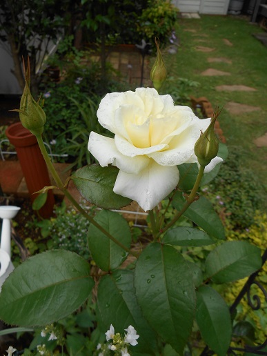 DSCN1299a.JPG