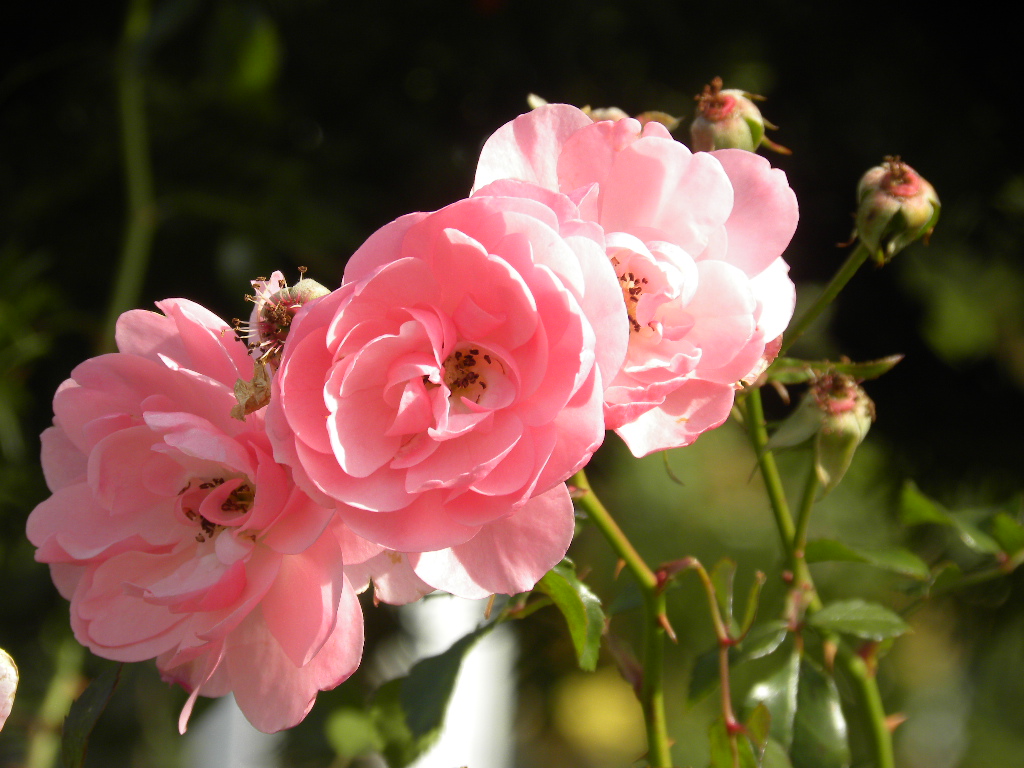 DSCN9477.JPG