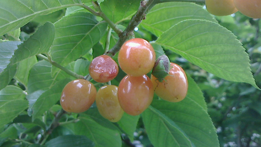 NEC_0004.JPG