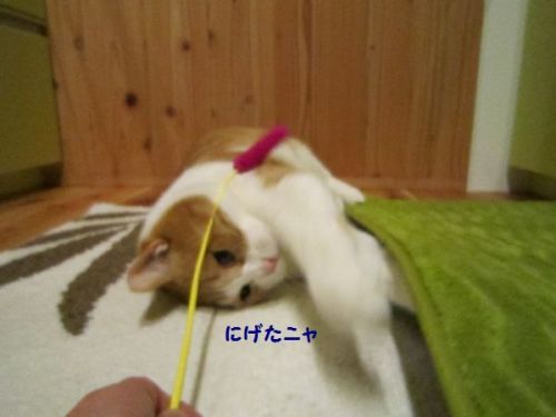 猫５.jpg