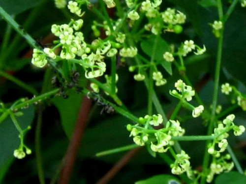 アカネの花 秋の高尾山での自然観察 続き その1 しろうと自然科学者の自然観察日記 楽天ブログ