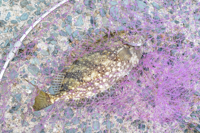 showPhoto (640×426)