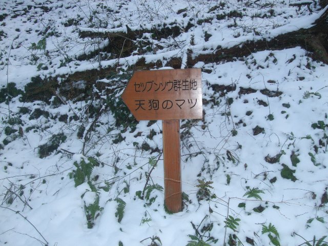 004.jpg天狗のマツ7132.jpg