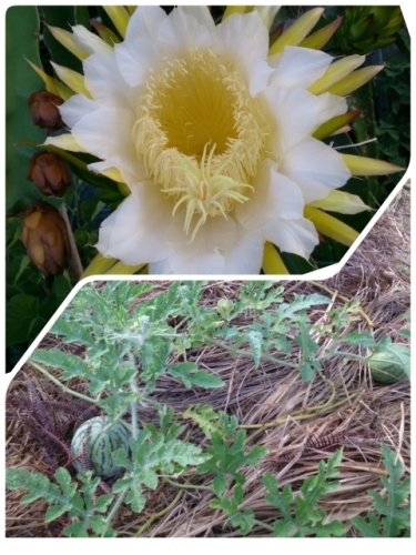 2014-07-29-14-59-05_deco (480x640).jpg