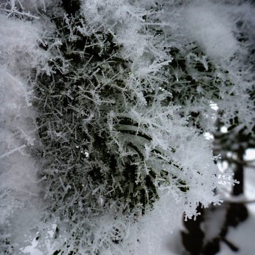 樹霜201401025.jpg