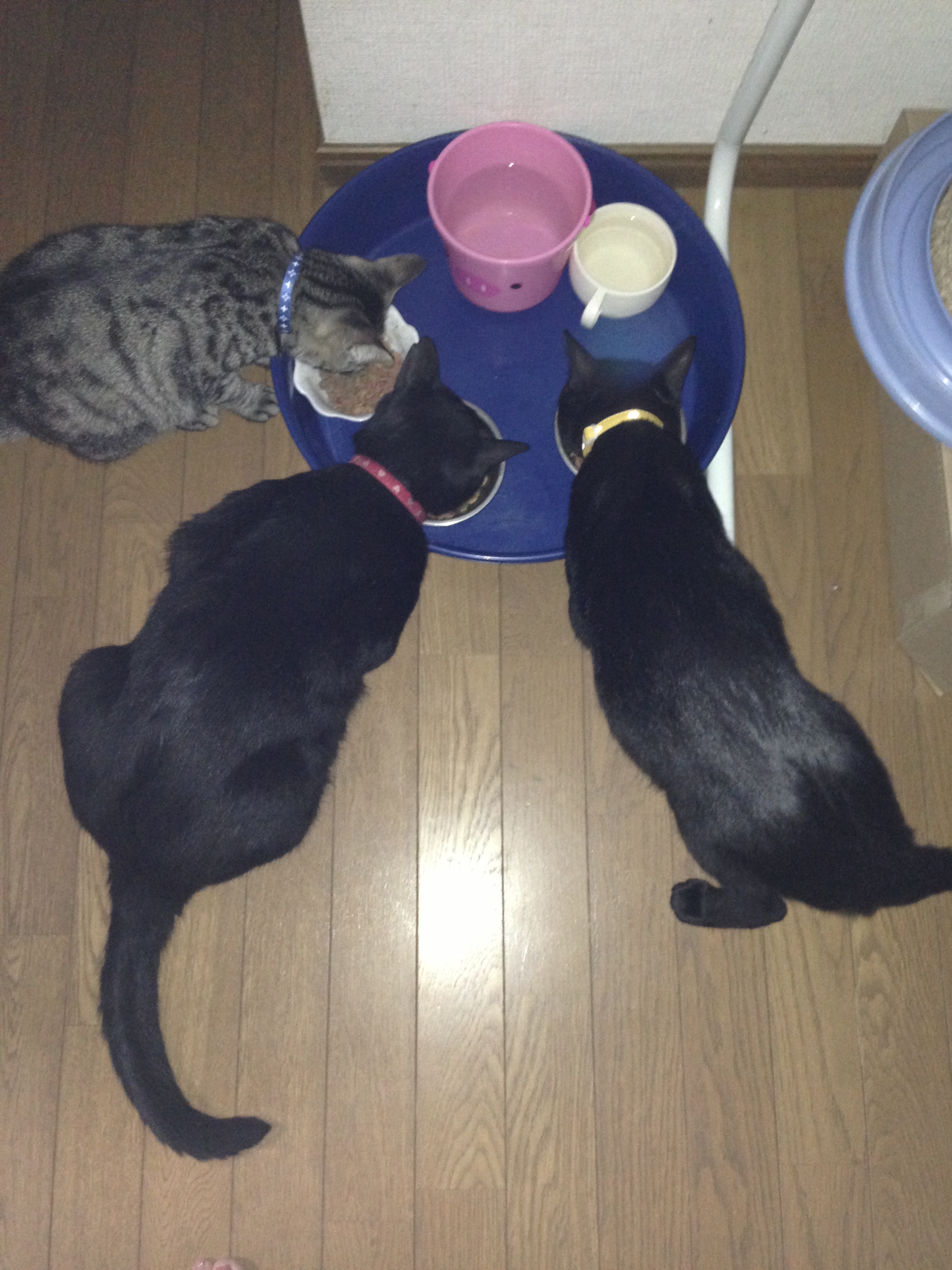 201407011536_4449_iphone.jpg
