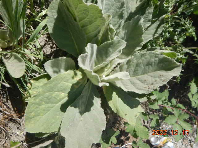 DSCN0583.JPG