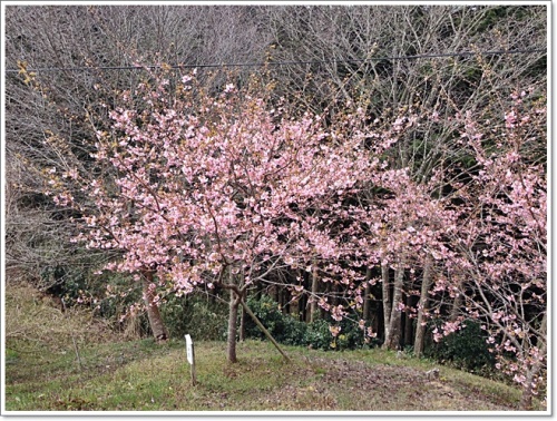 横・河津桜_1420.JPG