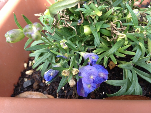 IMG_6960 (640x480).jpg