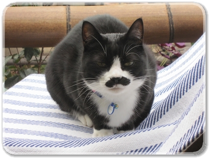 mustache_8686.jpg