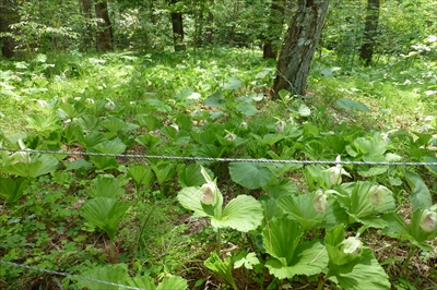P1060526_R.JPG