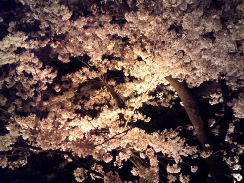 夜桜　3