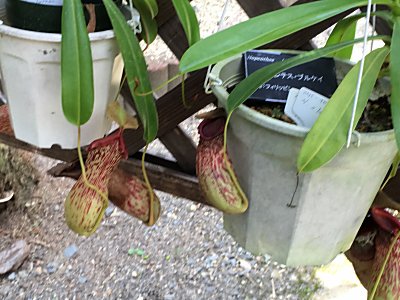 京都府立植物園N.ﾌﾞﾙｹｲ.jpg