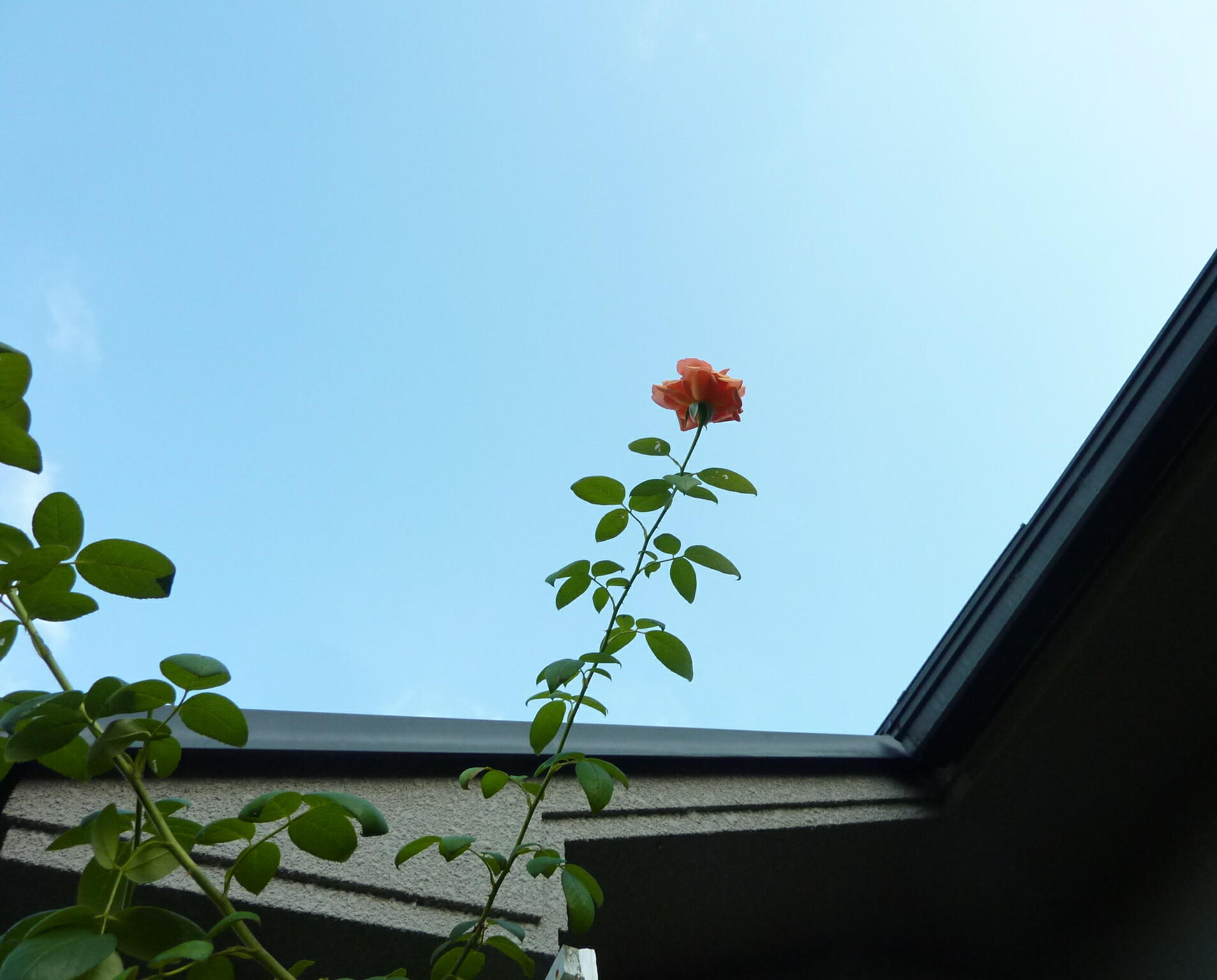 120826-bara-8.jpg