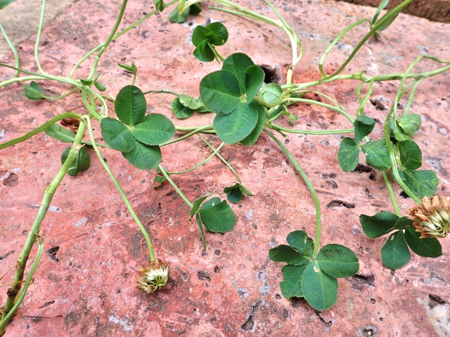 P7060883 (640x480).jpg