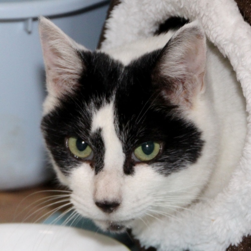 家族紹介用画像フォルダ