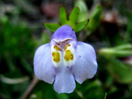 トキワハゼの花 一年中増えていき いつも淡い紫色の花が見られることから 花言葉は いつもと変わらぬ心 しろうと自然科学者の自然観察日記 楽天ブログ