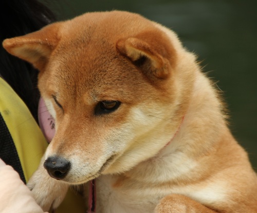 新着記事一覧 柴犬花子の亀有生活 楽天ブログ