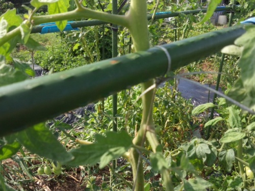 トマトの紐による誘引方法 家庭菜園デザインノート 楽天ブログ