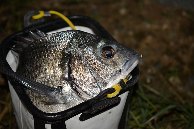 showPhoto (640×426)